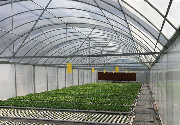 Plastic Mesh for Agriculture & Industry
