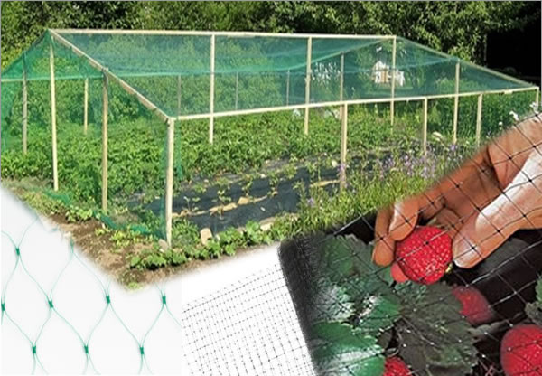 HDPE Bird Netting - Crop Protection Agricultural Netting